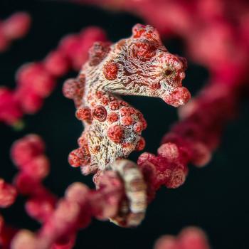 Preview: Divevolk - Macro Lens +18 mit 67mm Gewinde