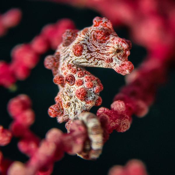 Divevolk - Macro Lens +18 mit 67mm Gewinde